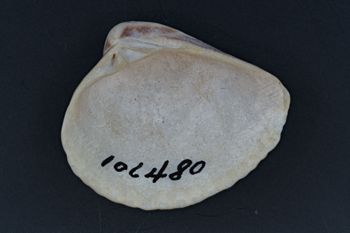 Media type: image;   Malacology 106480 Description: Digital documentation photo of dry specimen.;